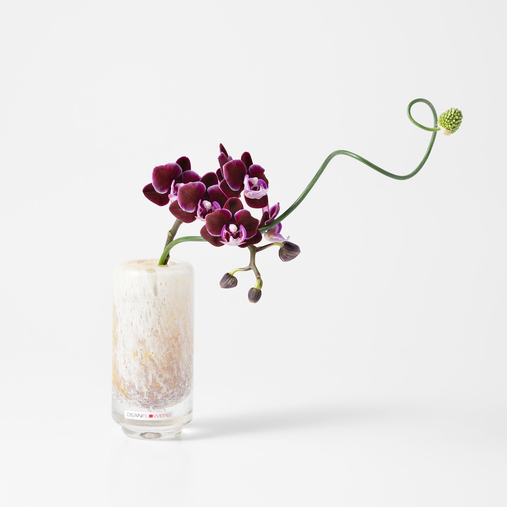 Fumiko high XXS コルゾ