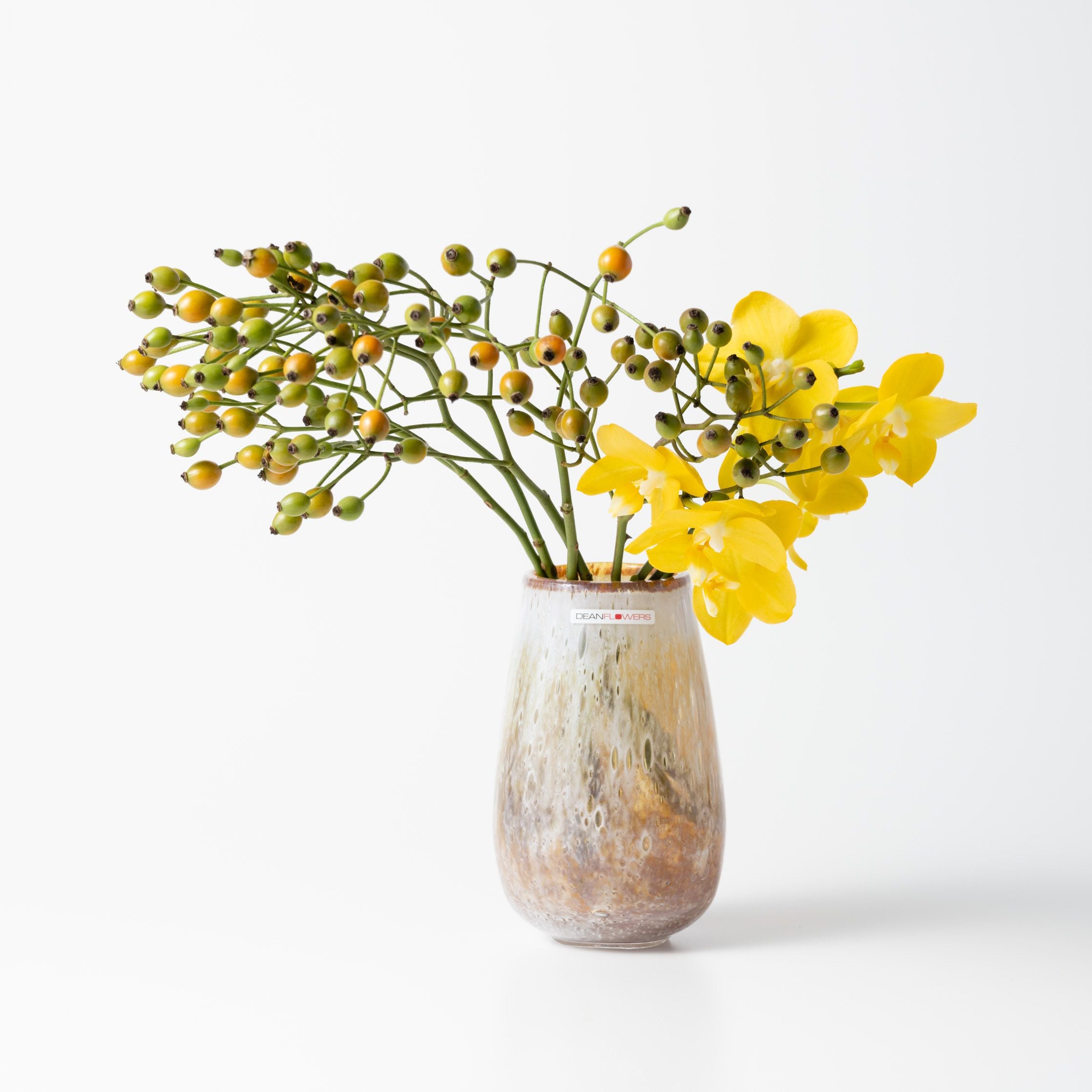 Drop S コルゾ Henry Dean Stromboi S コルゾ