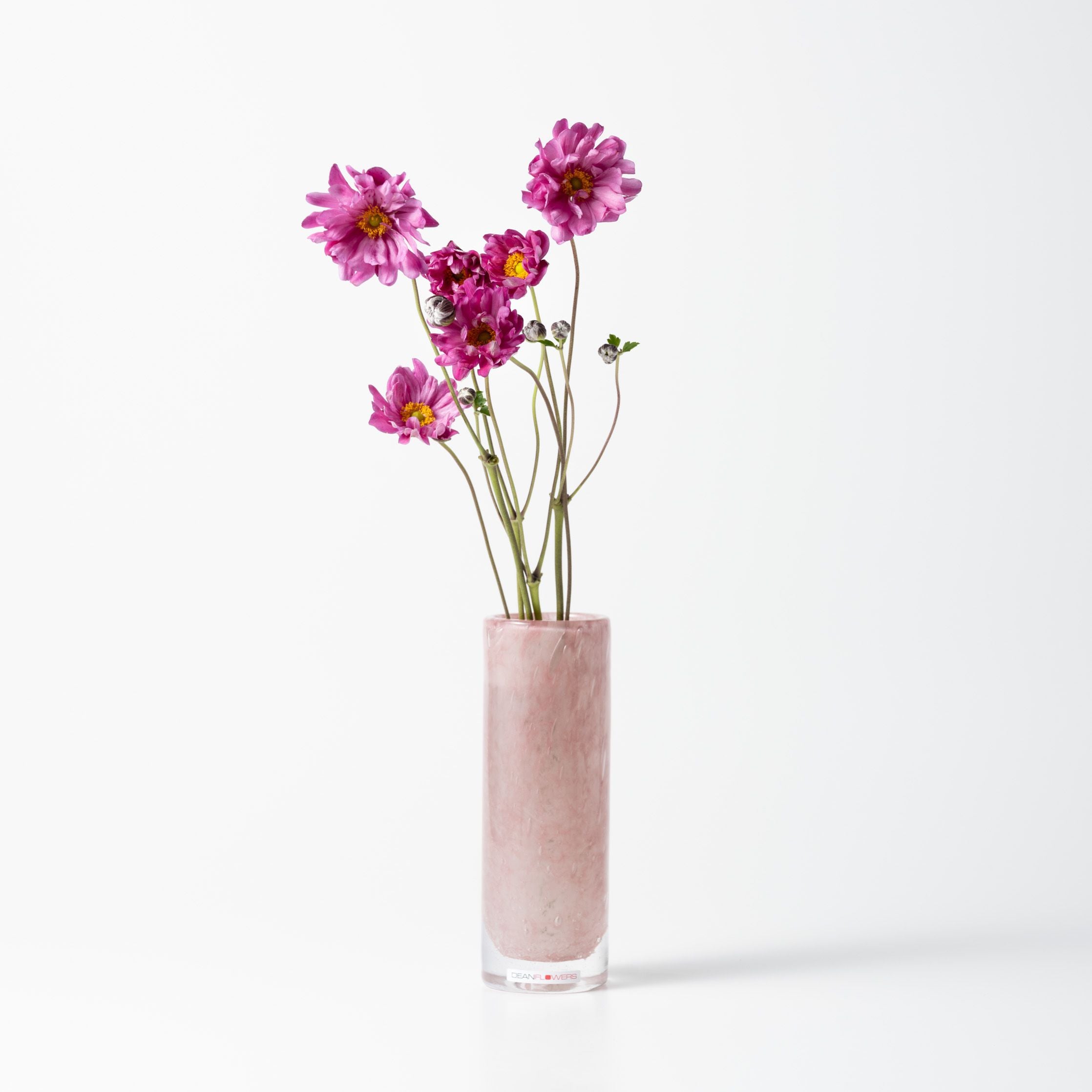 Pipe S ブロッサム